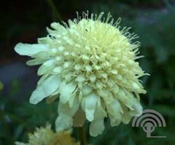Afbeelding bij Gele scabiosa - Cephalaria gigantea 