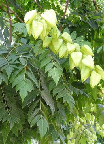 Afbeelding bij Gele zeepboom - Koelreuteria paniculata
