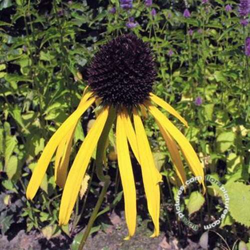 Afbeelding bij Gele zonnehoed - Echinacea paradoxa 