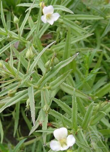 Afbeelding bij  Genadekruid - Gratiola officinalis 