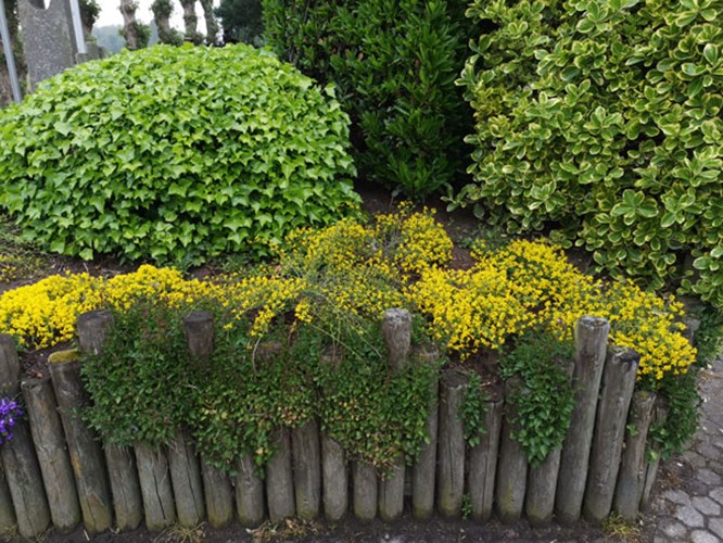 Afbeelding bij Genista lydia / Heidebrem