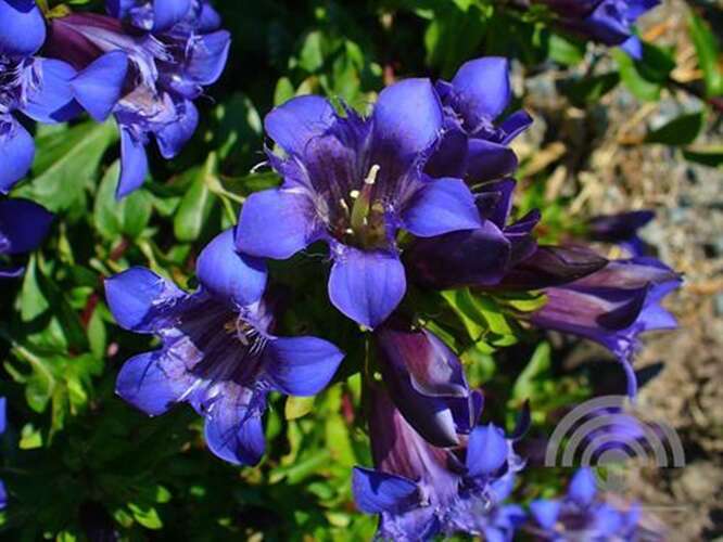 Afbeelding bij Gentiaan - Gentiana septemfida var. 'Lagodechiana'