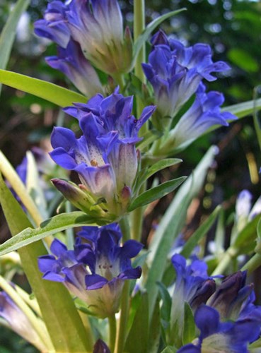 Afbeelding bij Gentiana (soort)