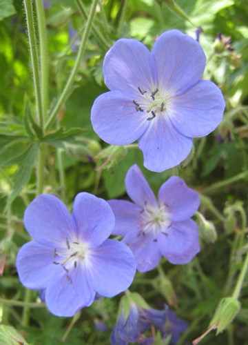 Afbeelding bij Geraniums / ooievaartsbek (soort)