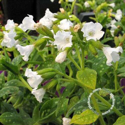 Afbeelding bij Gevlekt longkruid - Pulmonaria off. 'Sissinghurst White'