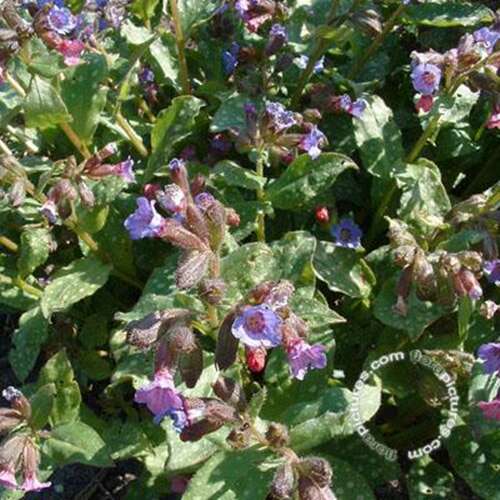 Afbeelding bij Gevlekt longkruid - Pulmonaria officinalis 