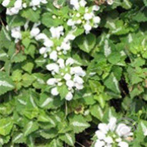 Afbeelding bij Gevlekte dovenetel - Lamium mac. 'Album' 