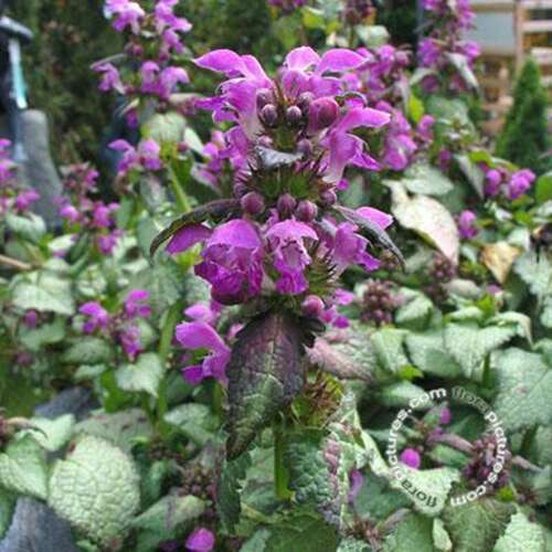 Afbeelding bij Gevlekte dovenetel - Lamium mac. &#039;Beacon Silver&#039; 