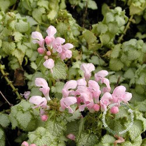 Afbeelding bij Gevlekte dovenetel - Lamium mac. 'Pink Pewter'   