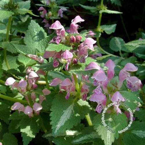Afbeelding bij Gevlekte dovenetel - Lamium mac. 'Roseum'