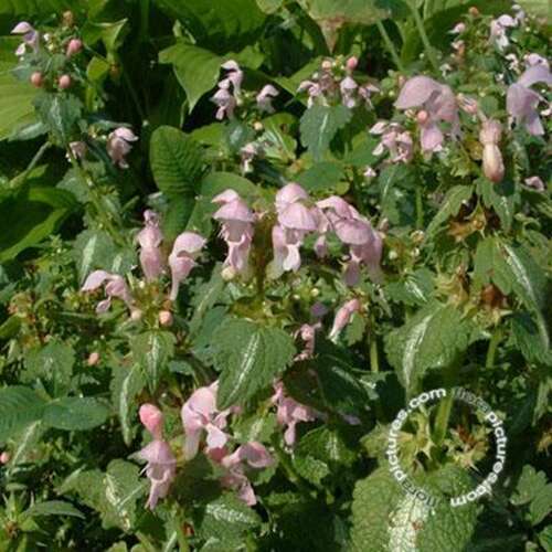 Afbeelding bij Gevlekte dovenetel - Lamium mac. 'Shell Pink'