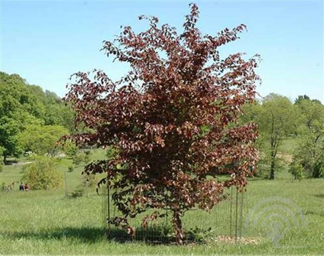 Afbeelding bij Gewone beuk - Fagus syl. 'Swat Magret'