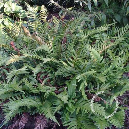 Afbeelding bij Gewone eikvaren - Polypodium vulgare 