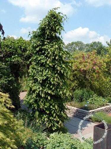 Afbeelding bij Gewone haagbeuk - Carpinus betulus 