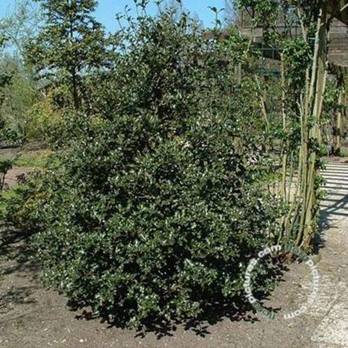 Afbeelding bij Gewone hulst - Ilex aquifolium