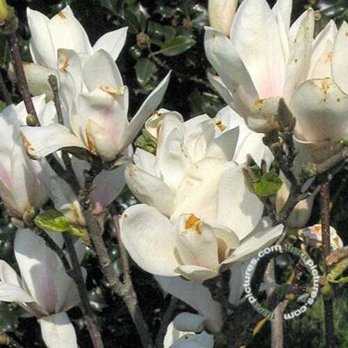 Afbeelding bij Gewone magnolia - Magnolia soul. &#039;Alba Superba&#039;