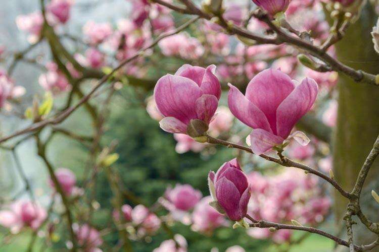 Afbeelding bij Gewone magnolia - Magnolia soul. &#039;Rustica Rubra&#039;