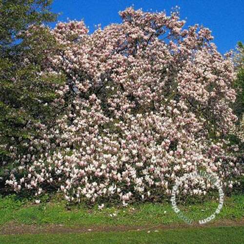 Afbeelding bij Gewone magnolia - Magnolia soulangeana