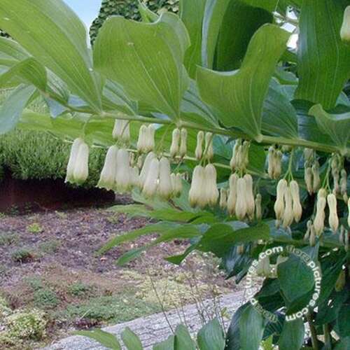 Afbeelding bij Gewone salomonszegel - Polygonatum multiflorum 