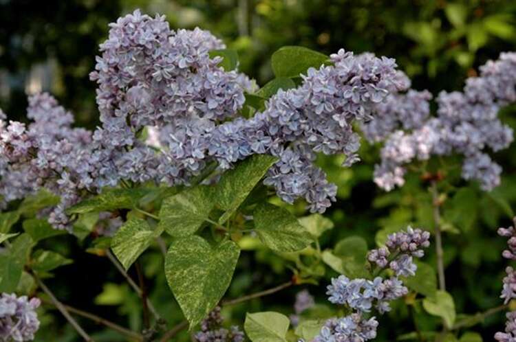 Afbeelding bij Gewone sering - Syringa v. &#039;Aucubaefolia&#039; 