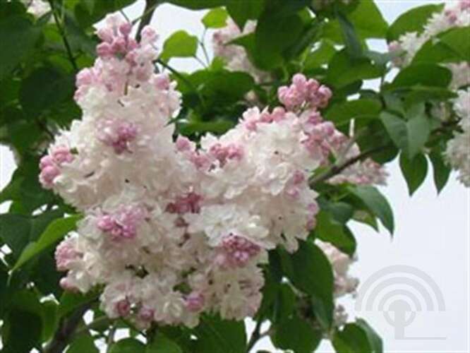 Afbeelding bij Gewone sering - Syringa v. 'Beauty of Moscow' ®