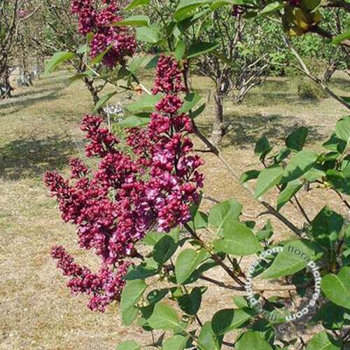 Afbeelding bij Gewone sering - Syringa v. &#039;Charles Joly&#039; 
