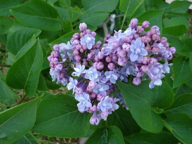 Afbeelding bij Gewone sering - Syringa v. &#039;Emilie Lemoine&#039; 