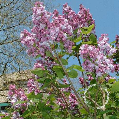 Afbeelding bij Gewone sering - Syringa v. &#039;Katherine Havemeyer&#039; 