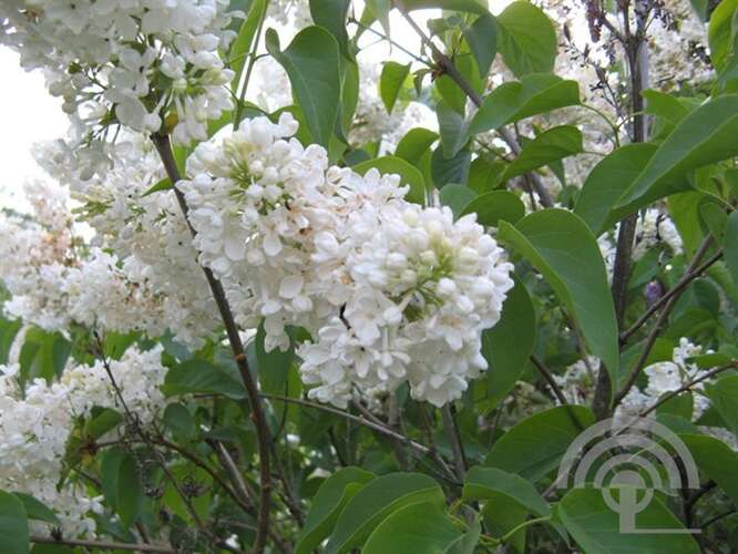 Afbeelding bij Gewone sering - Syringa v. &#039;Marie Legraye&#039;