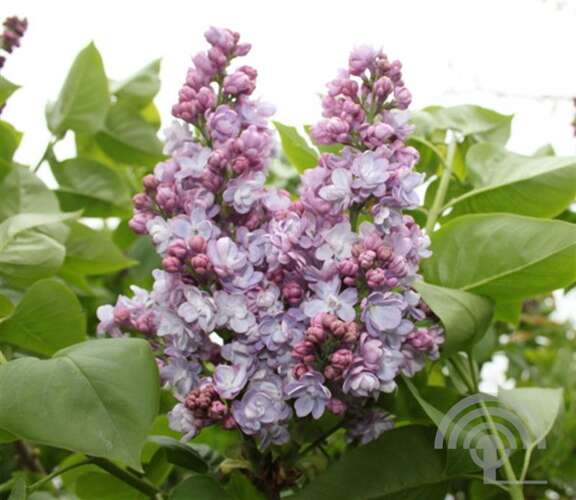 Afbeelding bij Gewone sering - Syringa v. &#039;Michel Buchner&#039; 