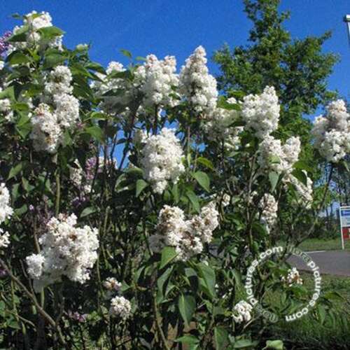 Afbeelding bij Gewone sering - Syringa v. 'Miss Ellen Willmott'