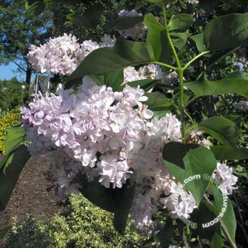 Afbeelding bij Gewone sering - Syringa v. &#039;Mme Antoine Buchner&#039; 