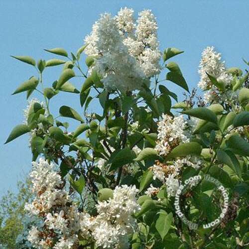 Afbeelding bij Gewone sering - Syringa v. &#039;Mme Lemoine&#039; 