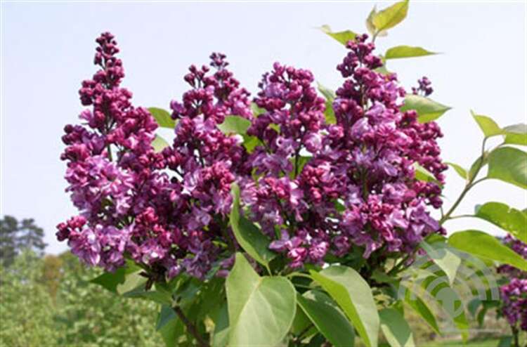 Afbeelding bij Gewone sering - Syringa v. &#039;Mrs. Edward Harding&#039;