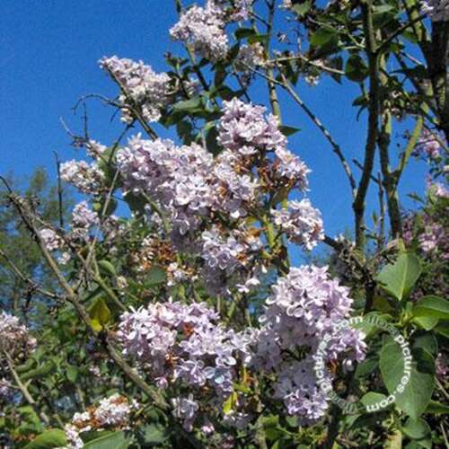 Afbeelding bij Gewone sering - Syringa v. 'Olivier de Serres'