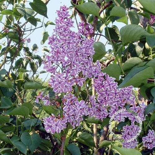 Afbeelding bij Gewone sering - Syringa v. &#039;Sensation&#039; 