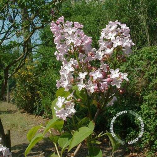 Afbeelding bij Gewone sering - Syringa vulgaris 