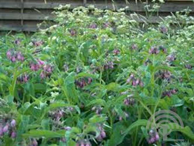 Afbeelding bij Gewone smeerwortel - Symphytum officinale