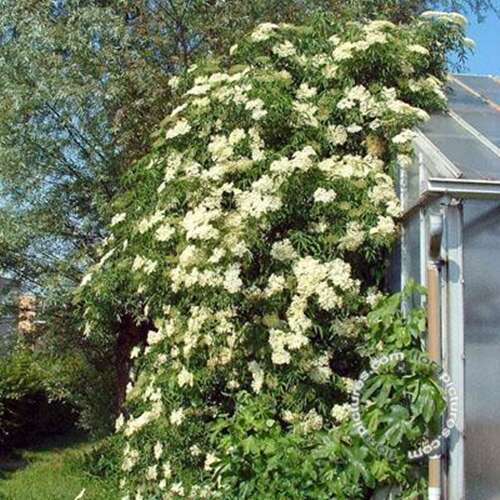 Afbeelding bij Gewone vlier - Sambucus nigra