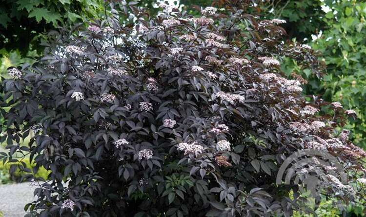 Afbeelding bij Gewone vlier - Sambucus nigra 'Black Beauty' ® 