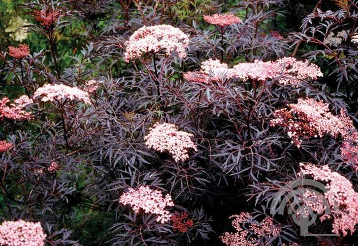 Afbeelding bij Gewone vlier - Sambucus nigra 'Black Lace' ® 