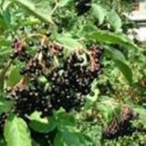 Afbeelding bij Gewone vlier - Sambucus nigra 'Haschberg'