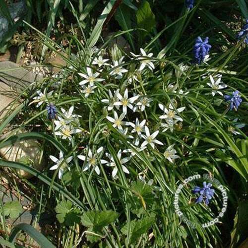 Afbeelding bij Gewone vogelmelk - Ornithogalum umbellatum 