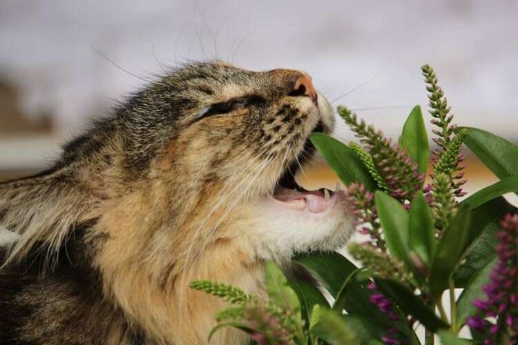 Afbeelding bij Giftige allium soorten voor katten 