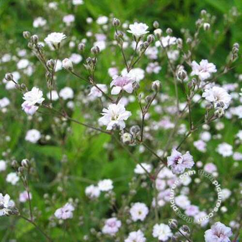 Afbeelding bij Gipskruid - Gypsophila 'Rosenschleier'