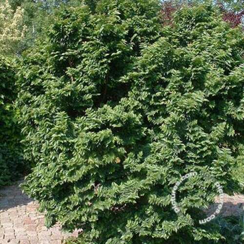 Afbeelding bij Gladde iep - dwergvorm - Ulmus minor 'Jacqueline Hillier'