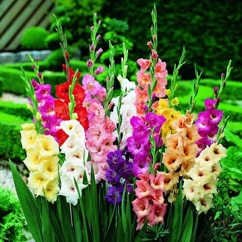 Gladiolus / Gladiool