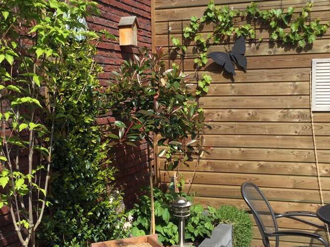 Afbeelding bij Glansmispel op stam snoeien bolvormig