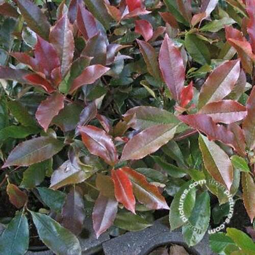 Afbeelding bij Glansmispel - Photinia fraseri 'Little Red Robin' 