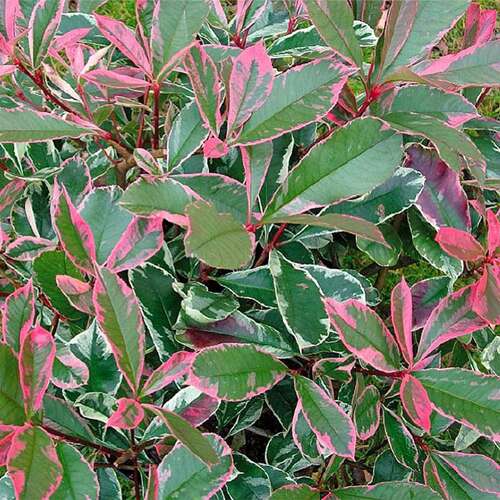 Afbeelding bij Glansmispel - Photinia fraseri &#039;Pink Marble&#039; 